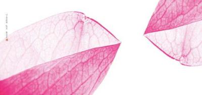 Papier peint design Petals from Tokyo Rosa