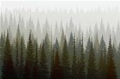 Papier peint design forêt Jura