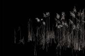 Papier peint roseaux panoramique fond noir Soldera