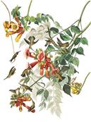 Papier peint colibris et fleurs Hummingbird