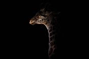 Papier peint girafe panoramique Ma Belle
