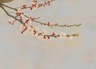 Papier peint branche de cerisier en fleurs panoramique Albicocco