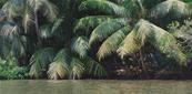 Papier peint palmiers sur-mesure Butia