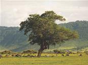 Papier peint panoramique paysage terre d'Afrique Ngoro