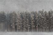 Papier peint forêt brume Black Forest
