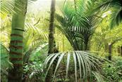 Papier peint paysage Forêt tropicale