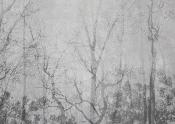 Papier peint panoramique arbres et brume Nebbia
