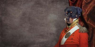 Papier peint panoramique chien rottweiler en costume Ares