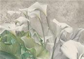 Papier peint illustration fleur arum Kalos