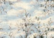 Papier peint panoramique ciel, nuages et arbres Eon