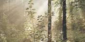 Papier peint panoramique Forêt des Vosges