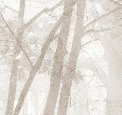 Papier peint forêt beige panoramique Madreselva