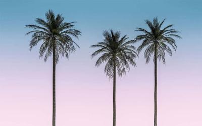Papier peint palmier et ciel cubain Skyhigh 400x250