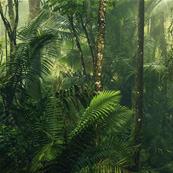Papier peint jungle vert Tropenwelten 500x250