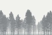 Papier peint panoramique forêt Nebula 350x250