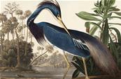Papier peint haut de gamme Louisiana Heron