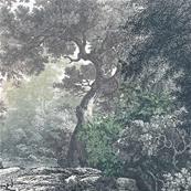 Papier peint arbres panoramique Fairytale 400x280