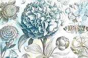 Papier peint illustration fleurs Vintage Floral