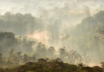Papier peint paysage forêt panoramique Misty Forest 384x270