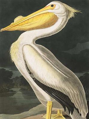Papier peint illustration oiseau White Pelican