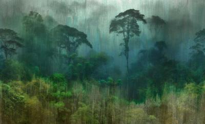 Papier peint jungle luxuriante panoramique intissé Yage