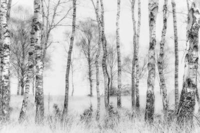 Papier peint panoramique noir et blanc Forêt de bouleaux