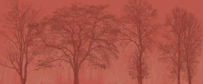 Papier peint forêt panoramique haut de gamme Silva Orange