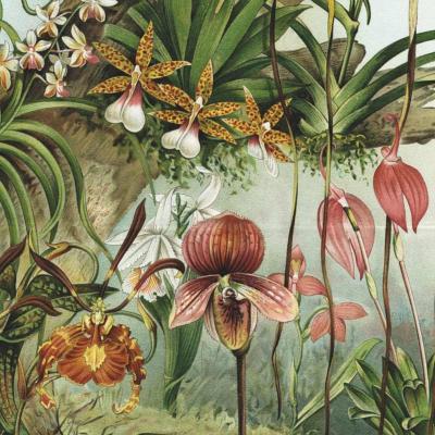 Papier peint jungle floral Earth