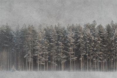 Papier peint forêt brume Black Forest