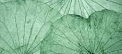 Papier peint feuillage vert panoramique Entropya Green Leaf