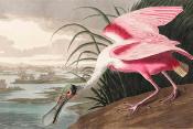Papier peint oiseau géant Spatule Rosée