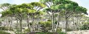 Papier peint forêt de pins maritimes panoramique Pinea