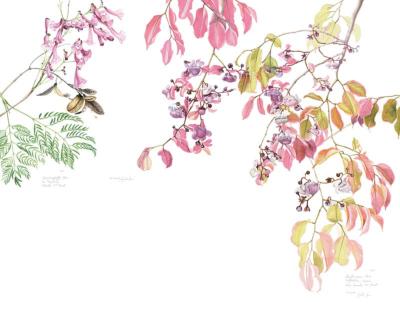 Papier peint arbre en fleur panoramique Sapucaia