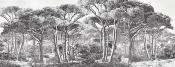 Papier peint arbres panoramique noir et blanc Pinea