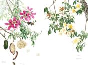 Papier peint floral panoramique Ceiba