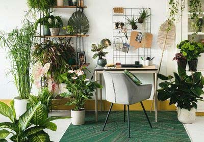 Mettre des plantes dans un bureau